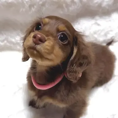 Profile image of Pasty