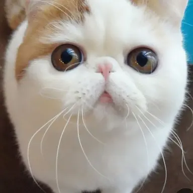 Profile image of 모찌엘