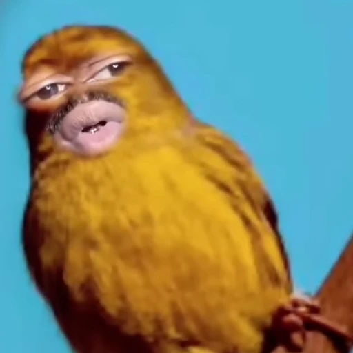 깔롱이