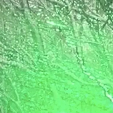 Profile image of 공룡