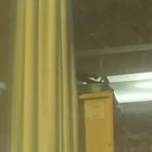 Profile image of 공룡