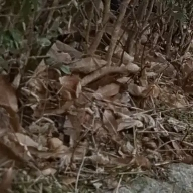 Profile image of 덕개