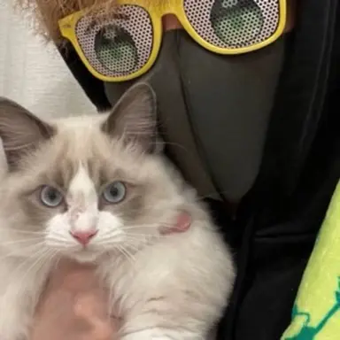 Profile image of ぷりっつ