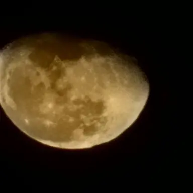 Profile image of 강아지