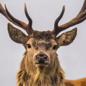 Profile image of 카시마