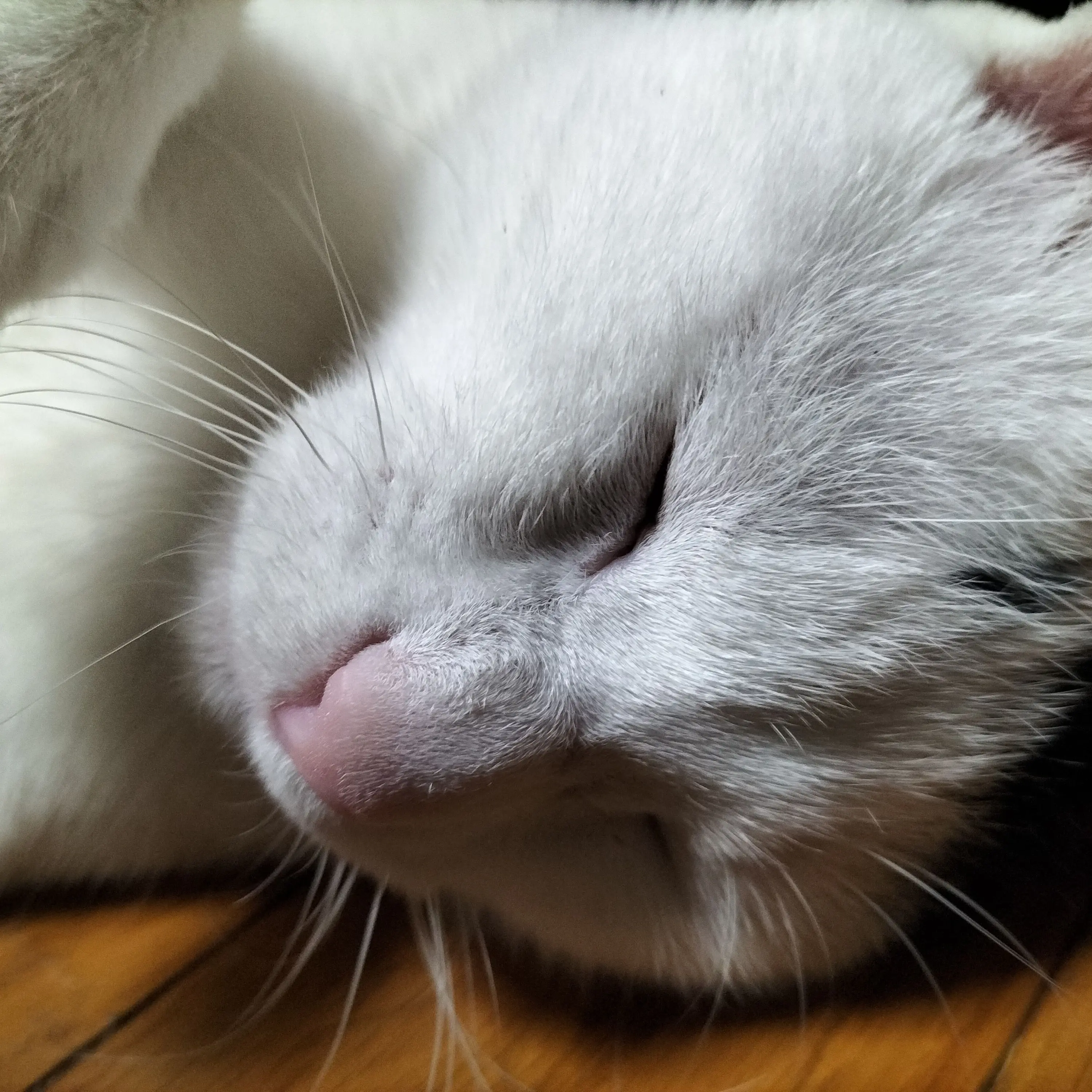 Nene.0629의 トーク用プロフ