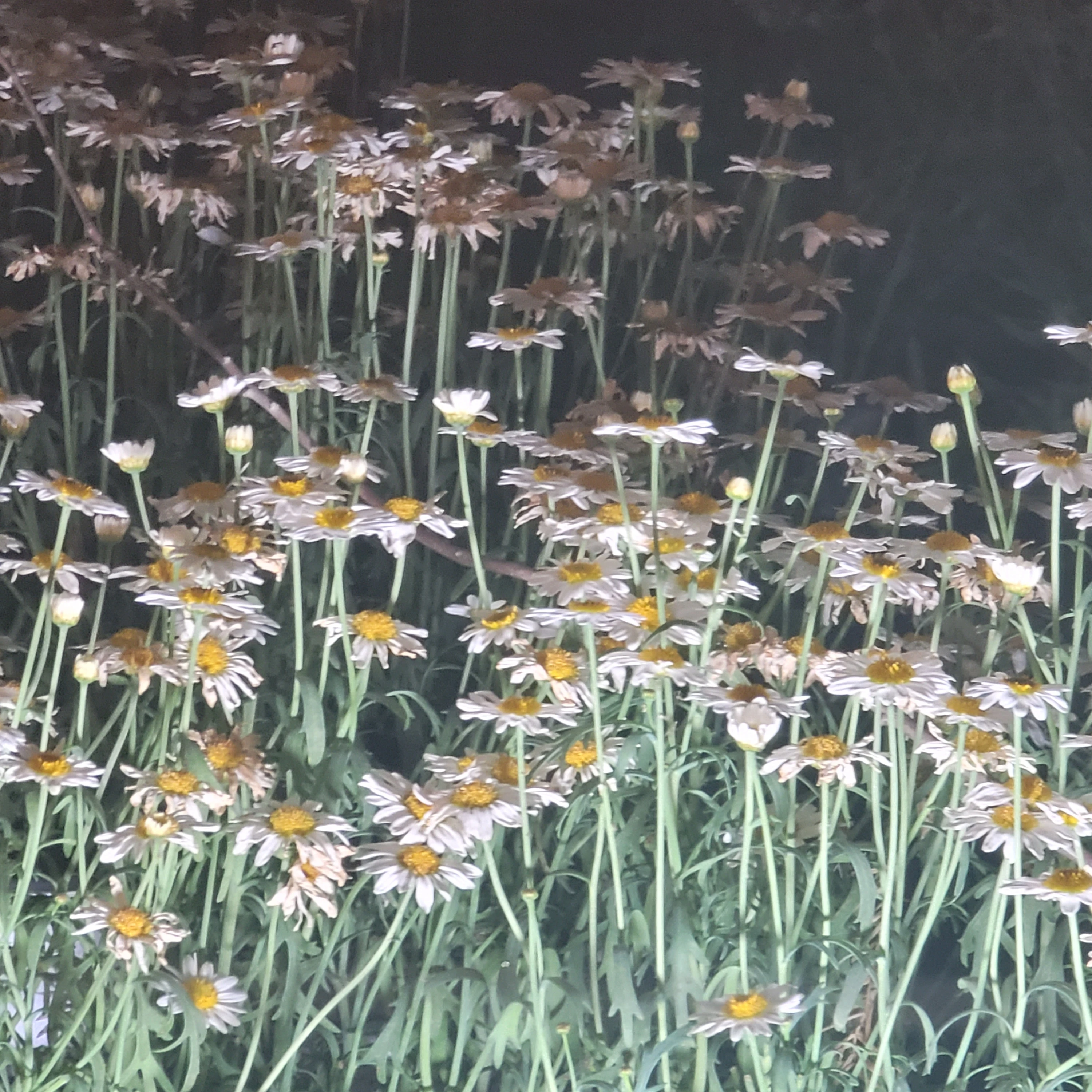 리레볼루션
