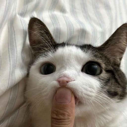 봉구 대표 이미지