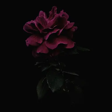Profile image of Ghost