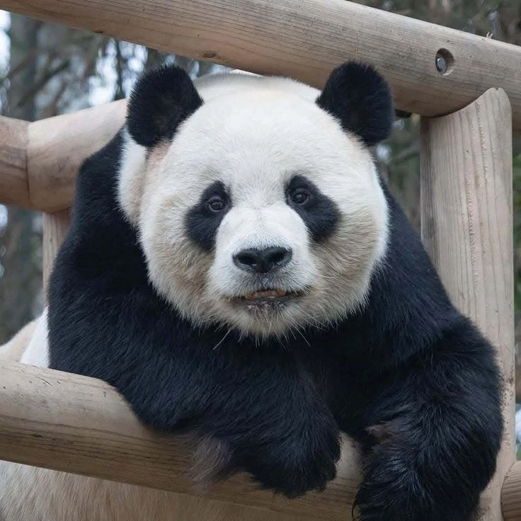 러바오