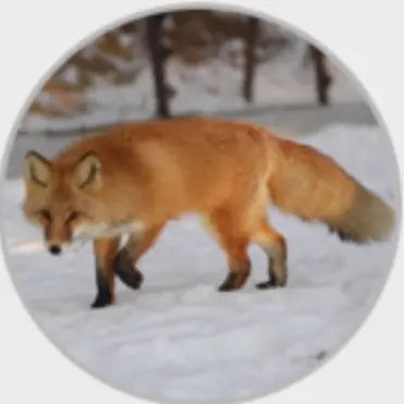 Profile image of 돼여우
