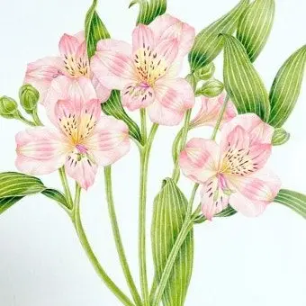 seolim의 오해는 풀렸다고 알스트로메리아 쿠키.