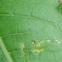 Profile image of 上司