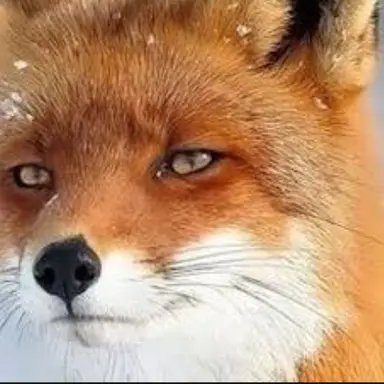 Profile image of 여우