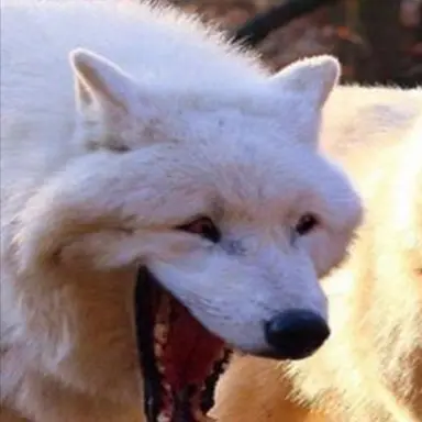 Profile image of 늑대