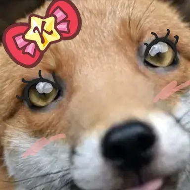 Profile image of 여우
