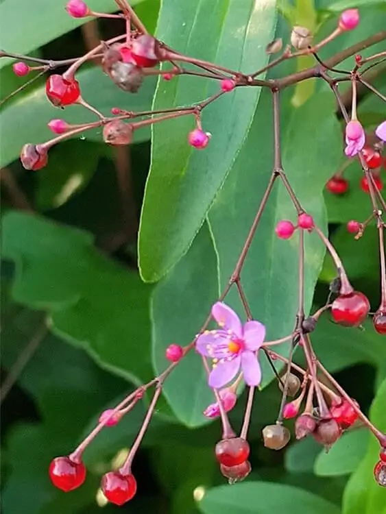 Kemuri_777_의 ローレン・イロアス