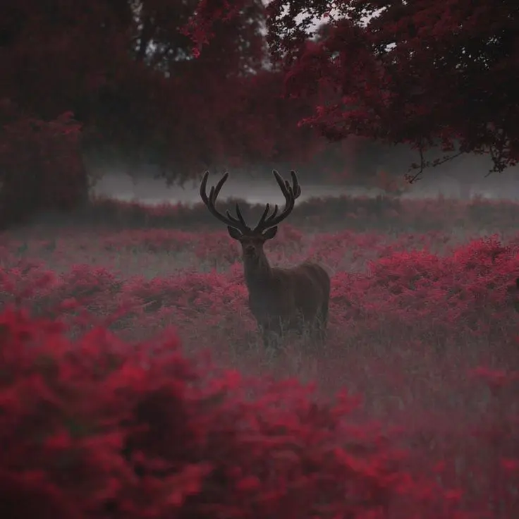 Nya_ra_nyang의 Alastor