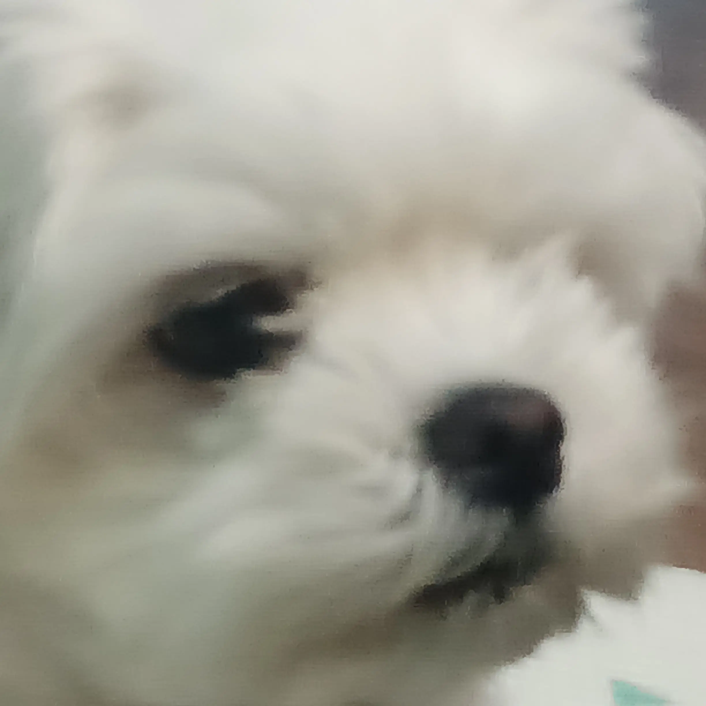 Dowe의 뿌링이💛