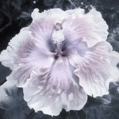 Profile image of Keira