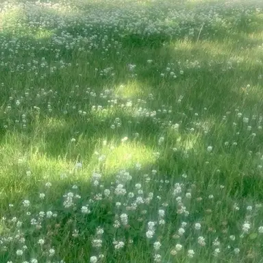 Profile image of 공룡