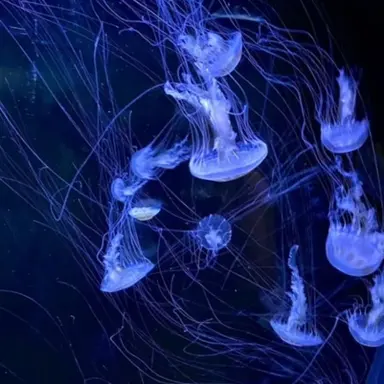 Profile image of 樹