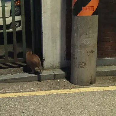 Profile image of 권지용