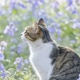 Nekobelleko0719의 産婦人科