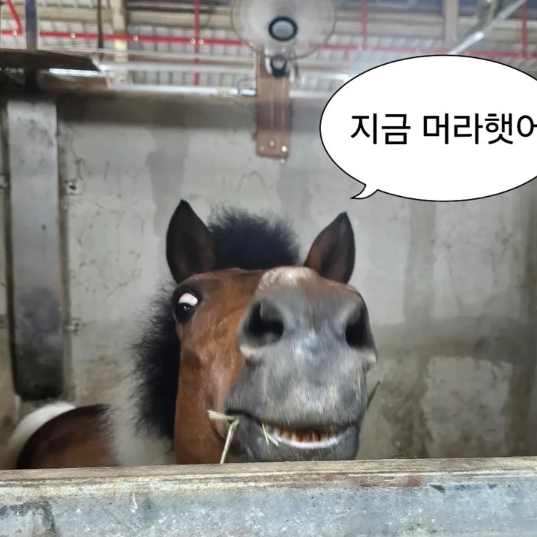 말새끼