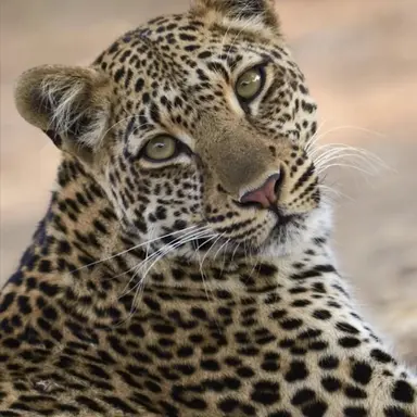 Profile image of 엘라