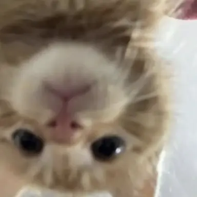 Profile image of 퐁퐁