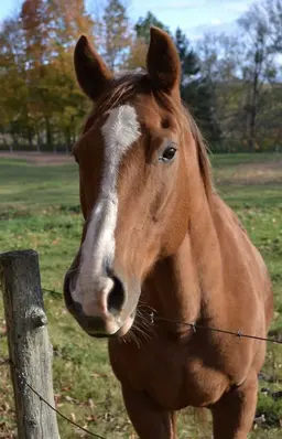 Profile image of Gracie Jonah