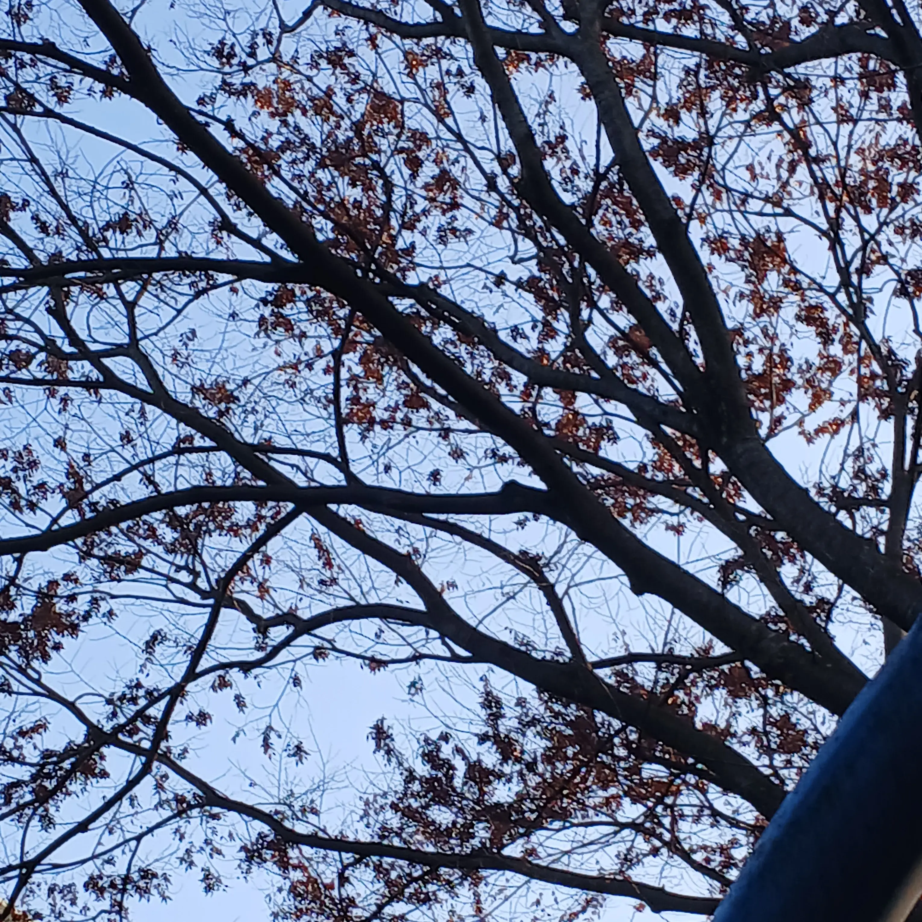 K1015의 남자 버튜버들3