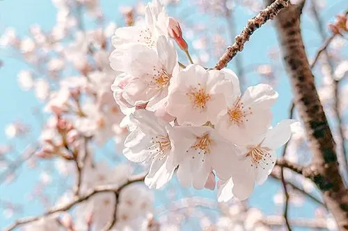 Profile image of 西条桜
