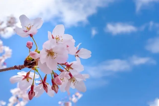 Profile image of 西条桜