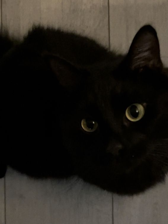 金眼の黒猫 대표 이미지