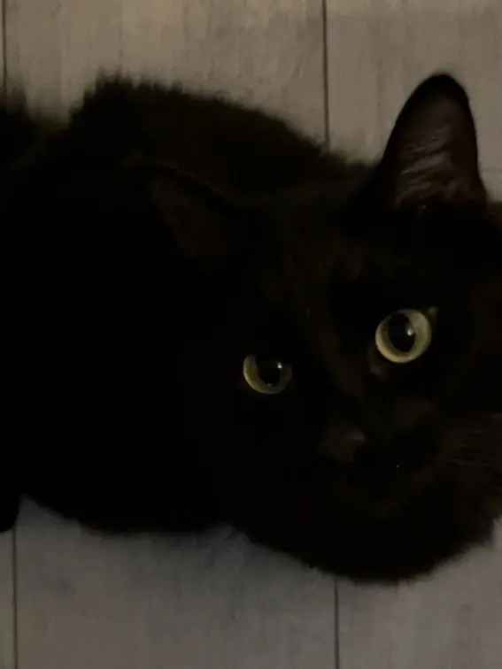 missconstruction의 金眼の黒猫