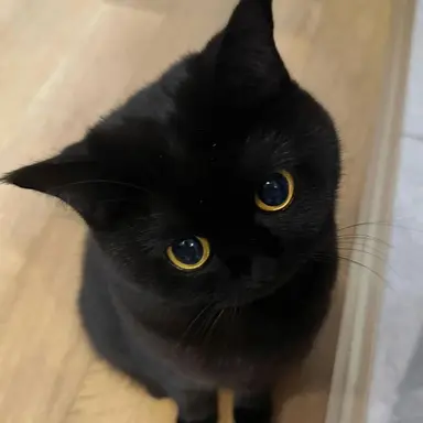 Profile image of 리실이