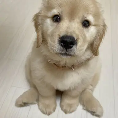 Profile image of ユノ
