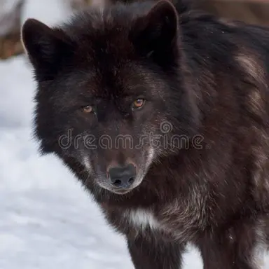 Profile image of 늑대