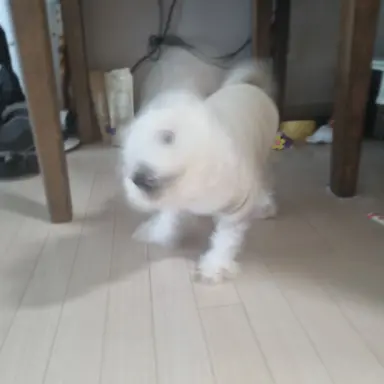 Profile image of 이구로 오바나이