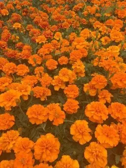 Profile image of Park Deok-gae