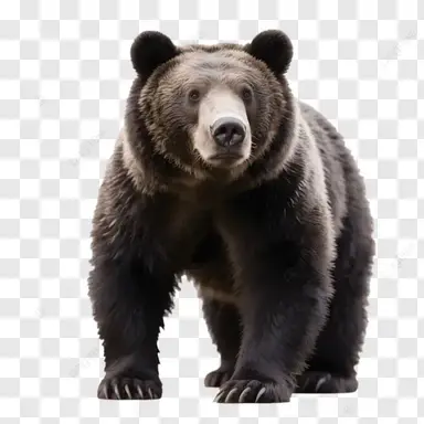 Profile image of 熊