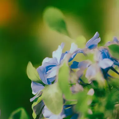 Profile image of 한이로