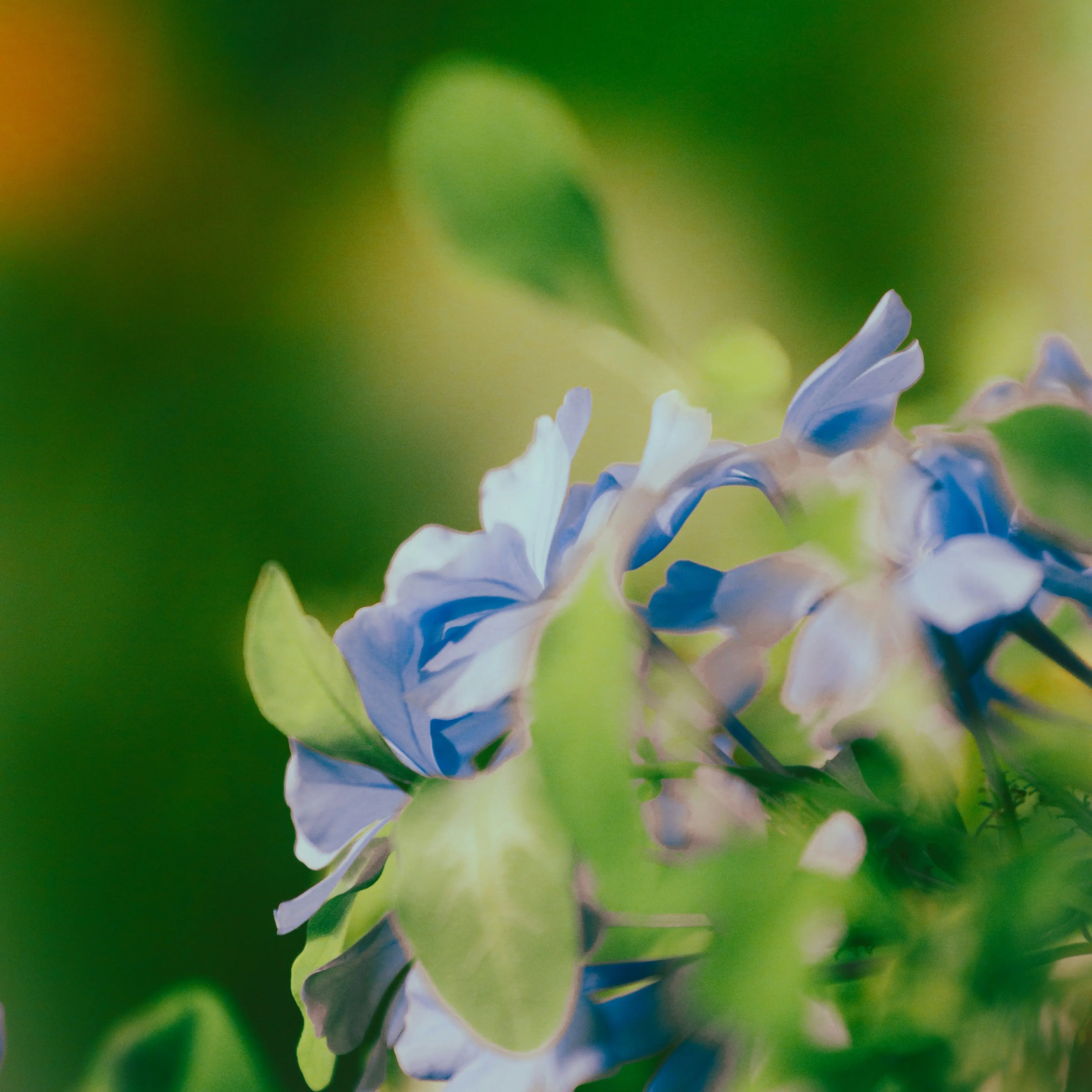 msg_1113의 멸종위기사랑