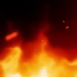 Profile image of 여우