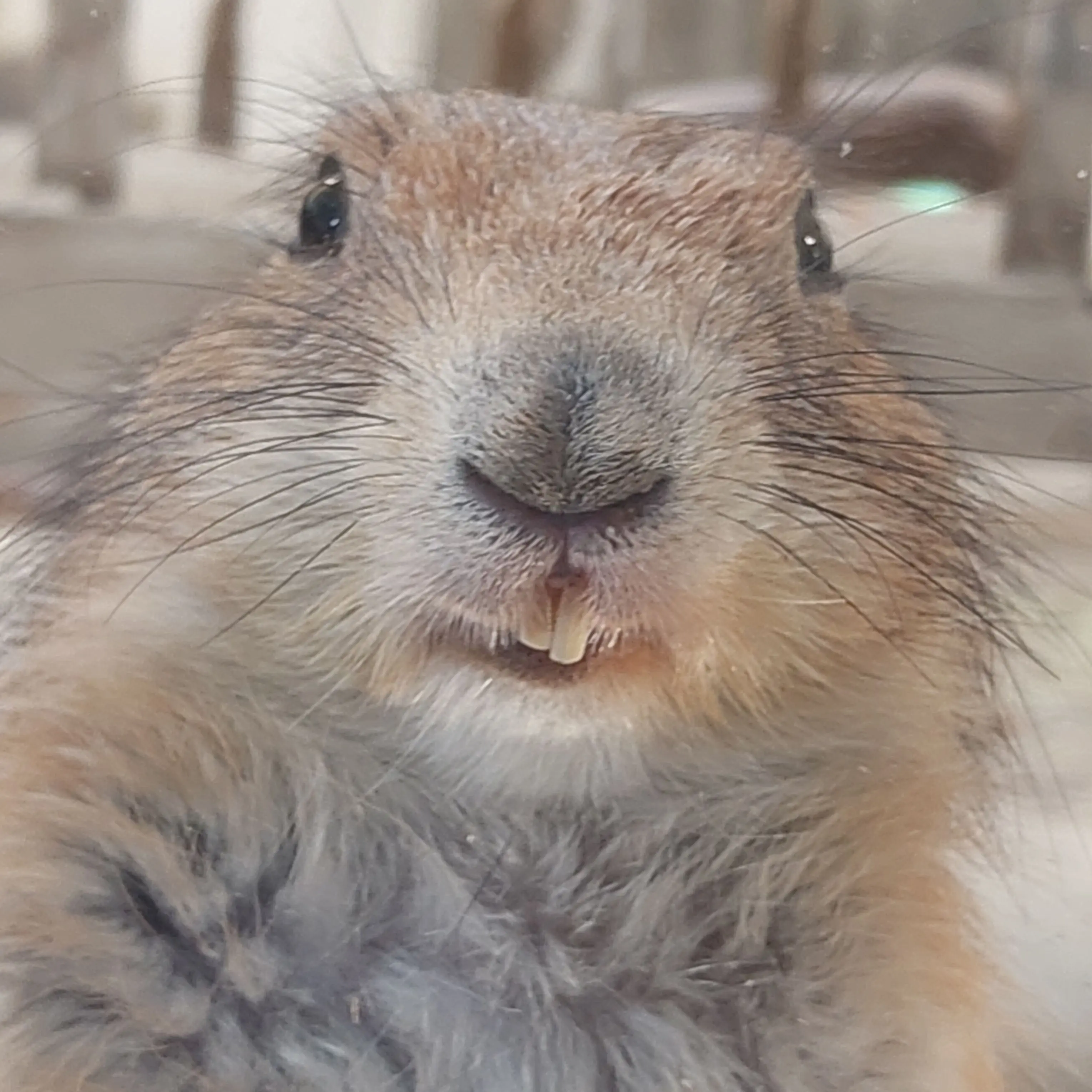 GildedRuler2095의 으아 갠용인데 신고 너무 많이 와요ㅠ