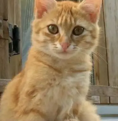Profile image of 山本猛虎