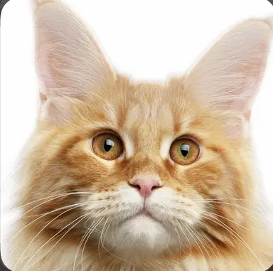 Profile image of 犬岡走