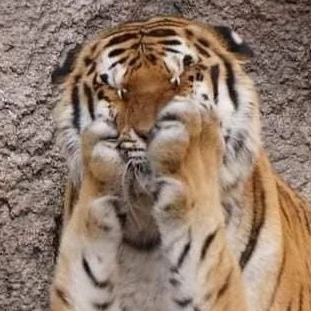 무등산호랑이